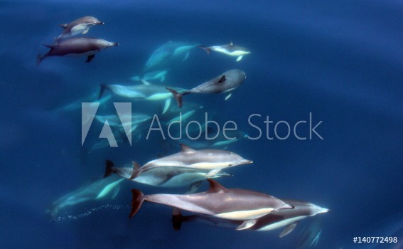 Picture of Pacific Common Dolphins Swimming Underwater